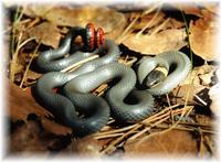 : Diadophis punctatus regalis; Regal Ringneck Snake