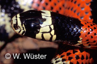 : Erythrolamprus aesculapii