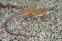 : Gambelia copeii; Cope's Leopard Lizard