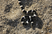 : Rhinocheilus lecontei lecontei; Western Long-nosed Snake
