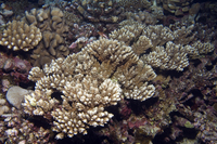: Acropora striata
