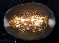 : Cypraea caputserpentis