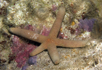 : Linckia laevigata
