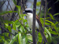 칡때까치 Lanius tigrinus | thick-billed shrike