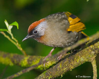 Chestnut-crowned Laughingthrush