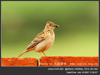 Alauda gulgula Oriental Skylark 小雲雀 113-074