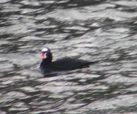 Surf Scoter