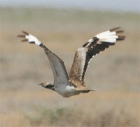 MacQueens' Bustard