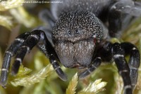 Rørkartespinder, Mariehøne Edderkop (Eresus sandaliatus)