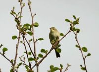 キタヤナギムシクイ Willow Warbler Phylloscopus trochilus