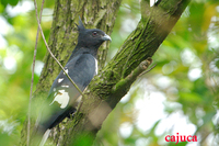 Black Baza, Aviceda leuphotes