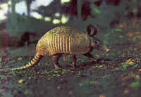 Nine-banded Armadillo Dasypus novemcinctus