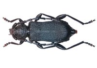 Ropalopus clavipes