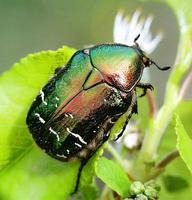 Cetonia aurata aurata var. purpurata