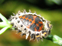 Coccinella septempunctata septempunctata