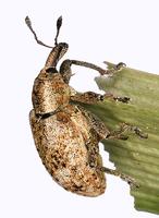 Hypera rumicis