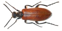 Lydus europaeus