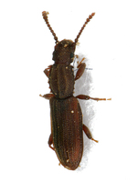 Oryzaephilus mercator - Merchant Grain Beetle