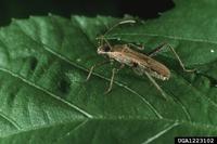 Alydus pilosulus