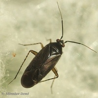 Plagiognathus arbustorum