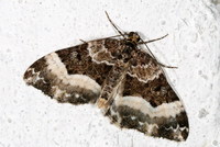 Euphyia unangulata - Sharp-angled Carpet