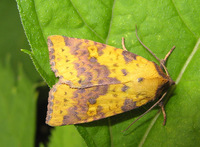 Xanthia togata - Pink-barred Sallow