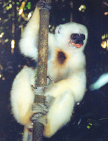 Silky sifaka (Propithecus candidus)