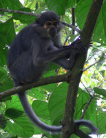 Sooty mangabey (Cercocebus atys)