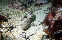 Haploblepharus edwardsii, Puffadder shyshark: fisheries, gamefish