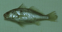 Ctenosciaena gracilicirrhus, Barbel drum: fisheries, bait