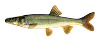 Ptychocheilus lucius, Colorado pikeminnow: