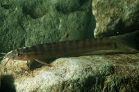 Nemacheilus olivaceus, :