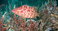 Alphestes immaculatus, Pacific mutton hamlet: