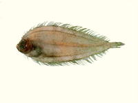 Laeops parviceps, Small headed flounder: