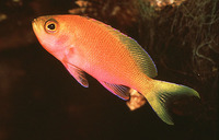 Pseudanthias pulcherrimus, Resplendent goldie: