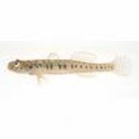 Gymnogobius uchidai, :