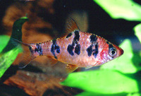 Puntius rhomboocellatus, :