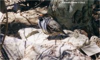 Gambel's Quail Callipepla gambelii