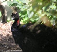 Congo Peafowl Afropavo congensis