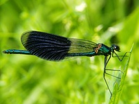 Calopteryx splendens - Banded Demoiselle