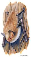 Image of: Myotis daubentonii (Daubenton's myotis)