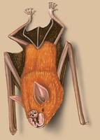 Image of: Rhinonicteris aurantia (orange leaf-nosed bat)