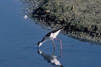 Himantopus himantopus mexicanus - Black-necked Stilt