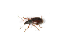 Image of: Curculionidae (snout beetles and weevils)