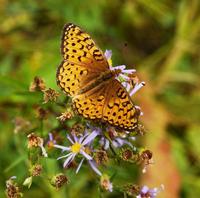 Image of: Speyeria atlantis (atlantis fritillary)