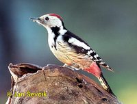 Dendrocopos medius - Middle Spotted Woodpecker