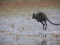 Macropus rufogriseus - Red-necked Wallaby