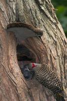 Image of: Colaptes auratus (northern flicker)