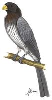 Image of: Crinifer piscator (western grey plantain-eater)