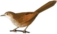 Image of: Dasyornis brachypterus (eastern bristlebird)